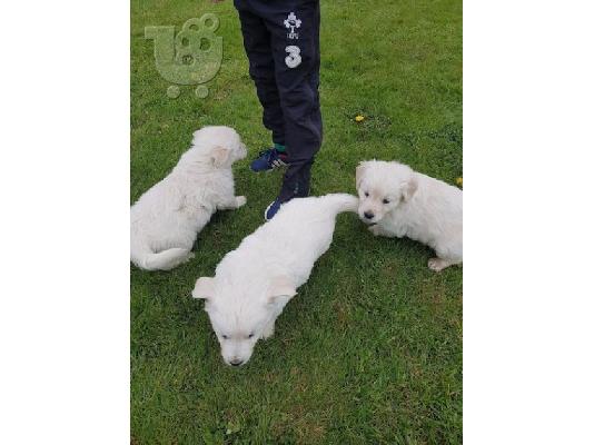 Όμορφα Golden Puppys Retriever